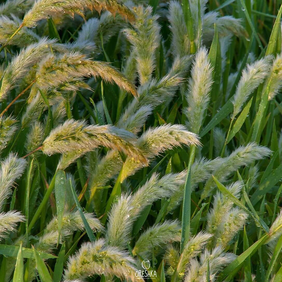 Seeds of annual beard-grass (Polypogon) — 100 pcs