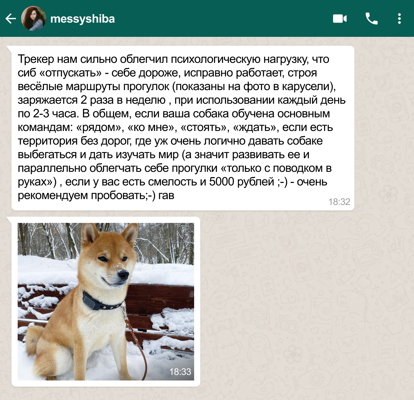 GPS-ошейник (трекер) для кошек Petsee купить на официальном сайте, цена ...