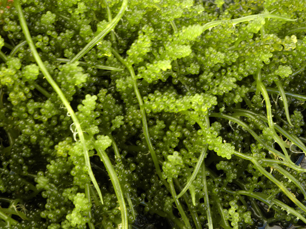 Макросъёмка водоросли Caulerpa lentillifera, зелёная икра — источник минералов, витаминов и белков.