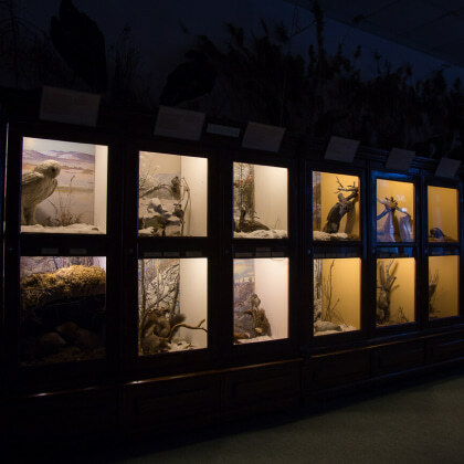 Экспозиция с представителями животного мира Забайкалья