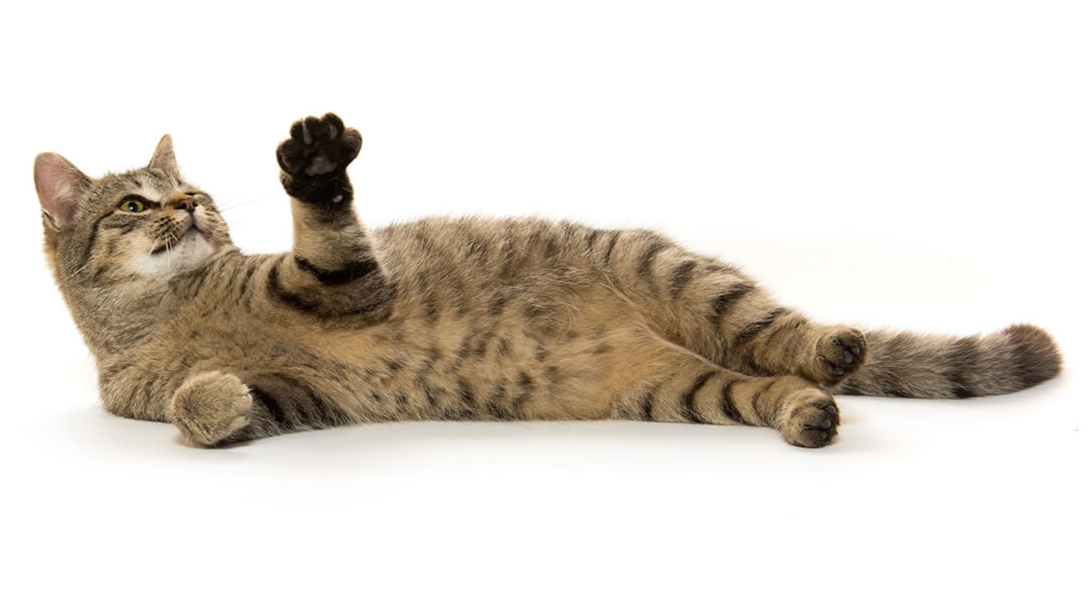 кот играет лапой чем кормить стерилизованную кошку