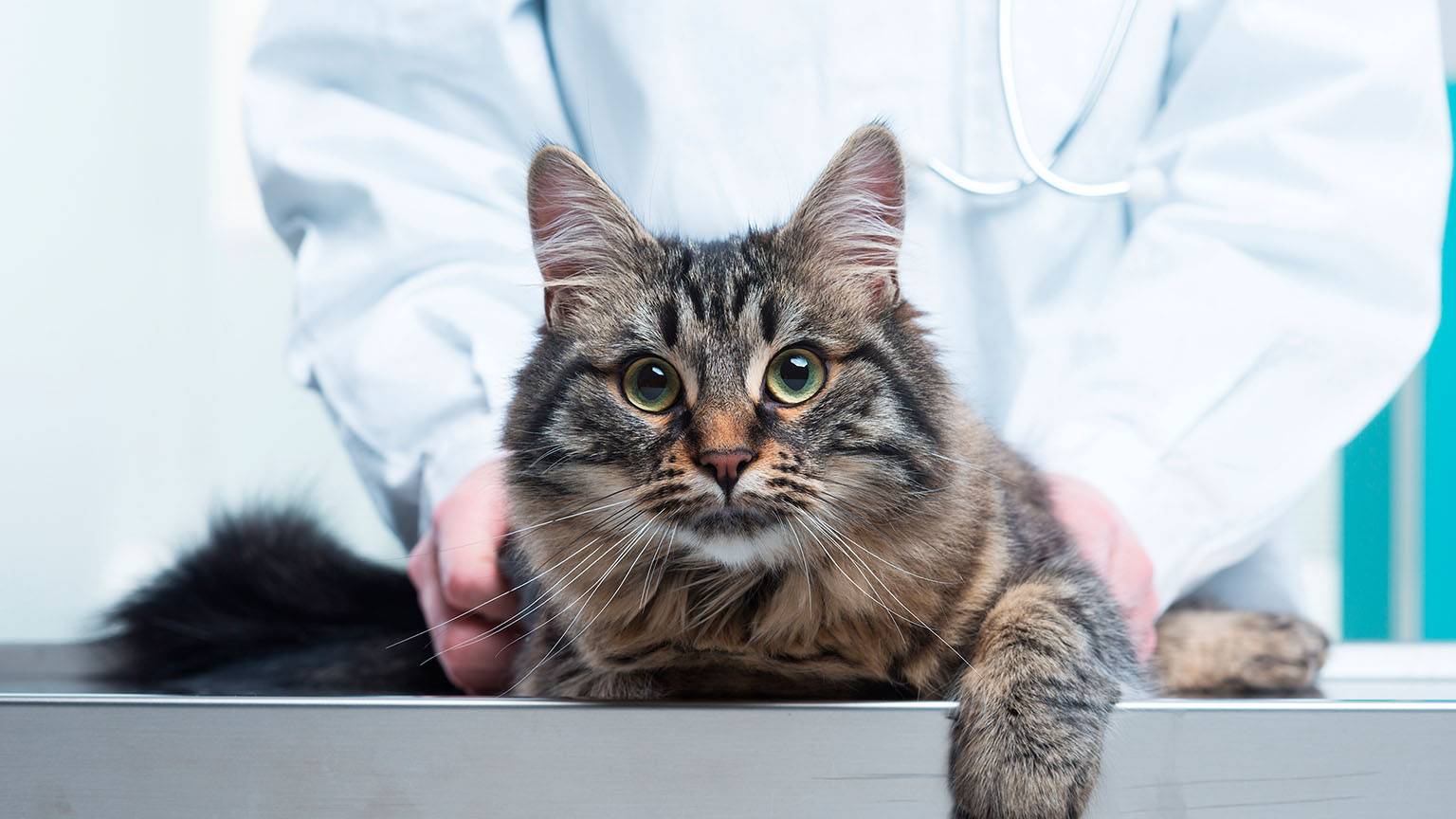 Хроническая болезнь почек у кошек: симптомы, диагностика и лечение