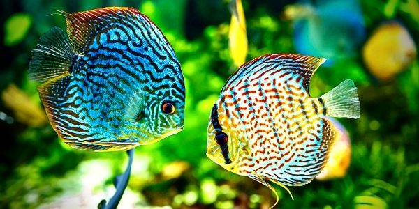Купить аквариумных рыбок | Рыбки для аквариума
