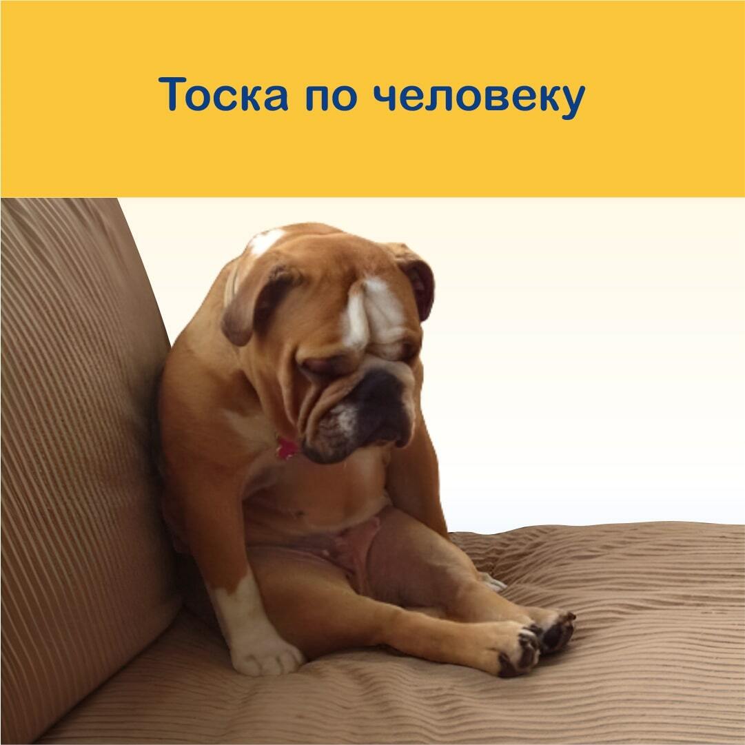 Тоска собак по хозяевам. Собака скучает. собака скучает по хозяину. скучаю по собаке. пес скучает карикатура.