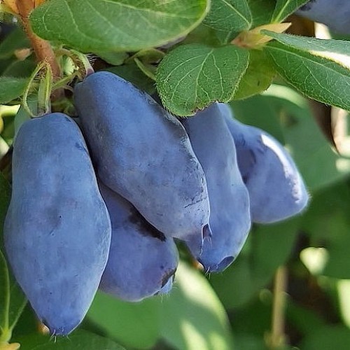 Купить саженцы жимолости с отправкой из питомника в Москве - Грибаново Сад