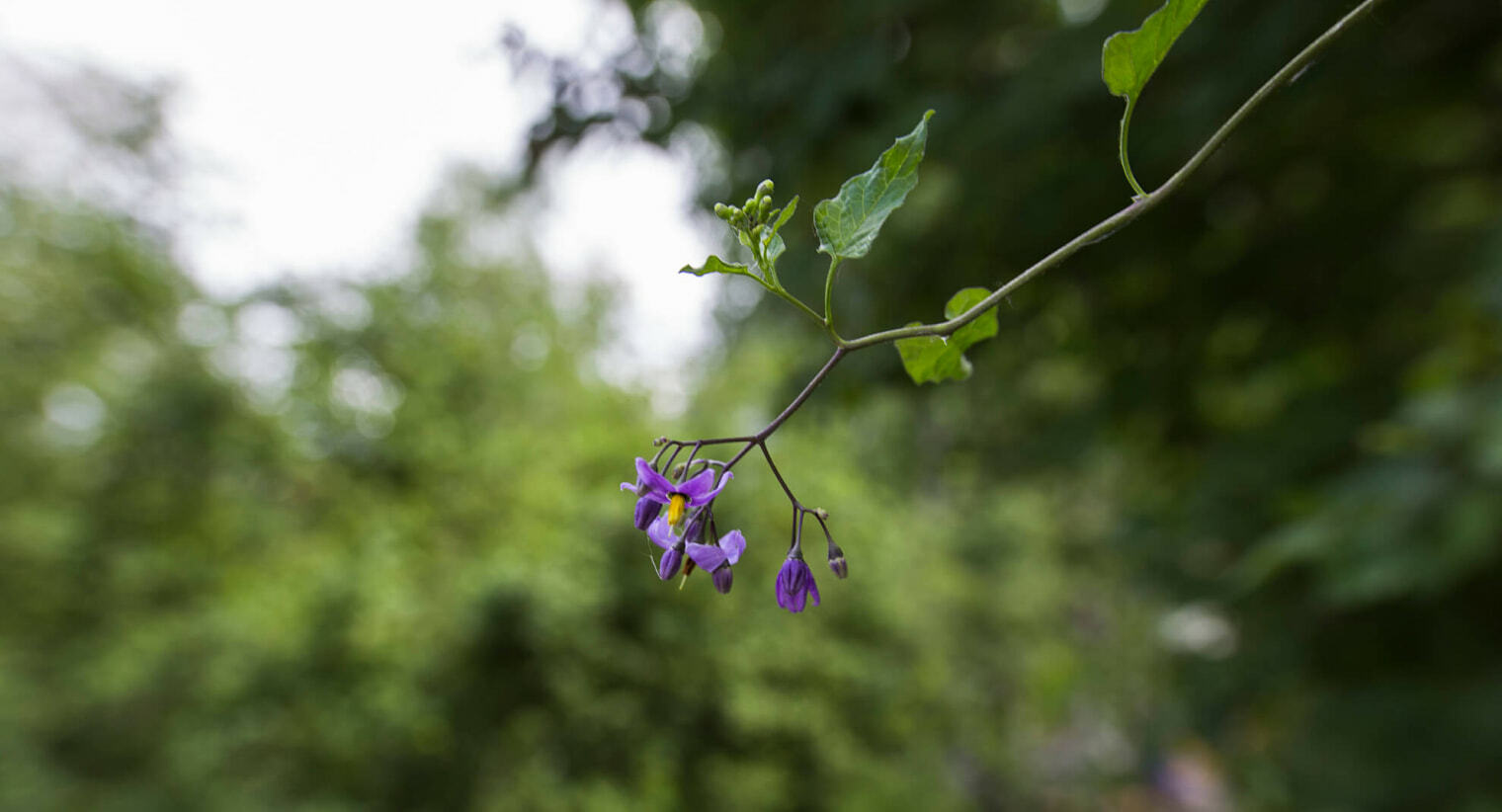 Сиреневый цветок в дендрарии в Чите