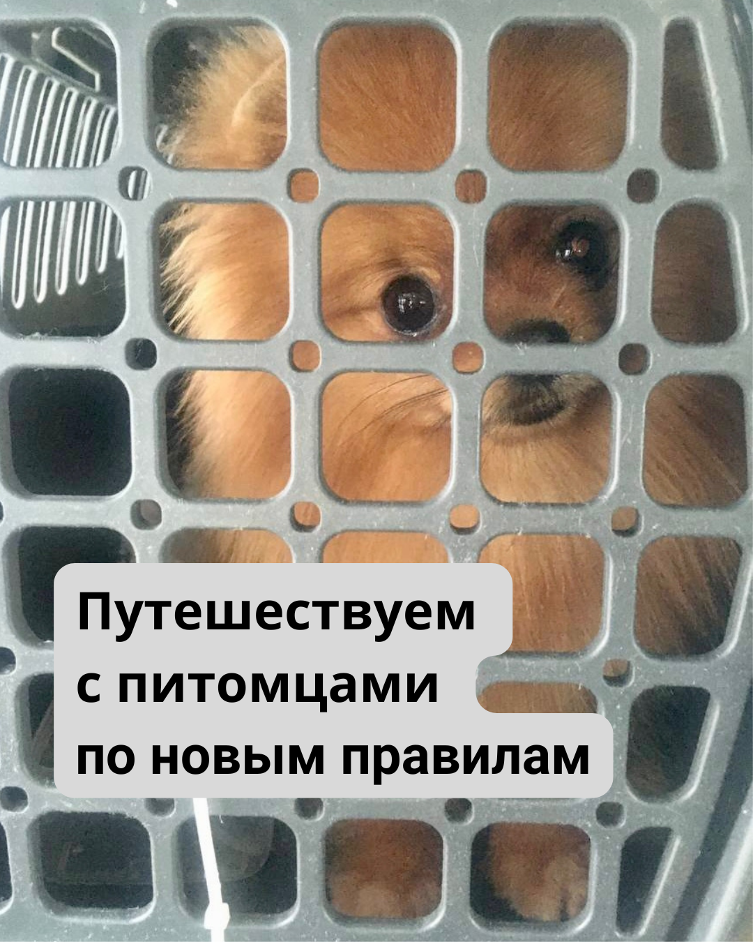 Новые правила некоммерческого перемещения домашних животных в ЕС с 22 апреля 2026 года