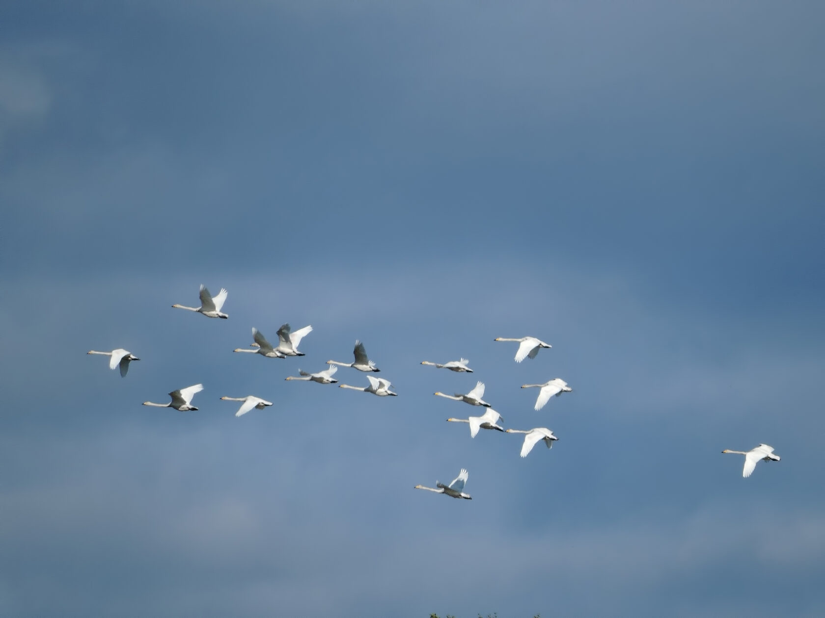 Миграция птиц кольцевание