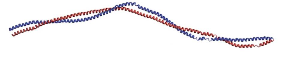 Строение тропомиозина