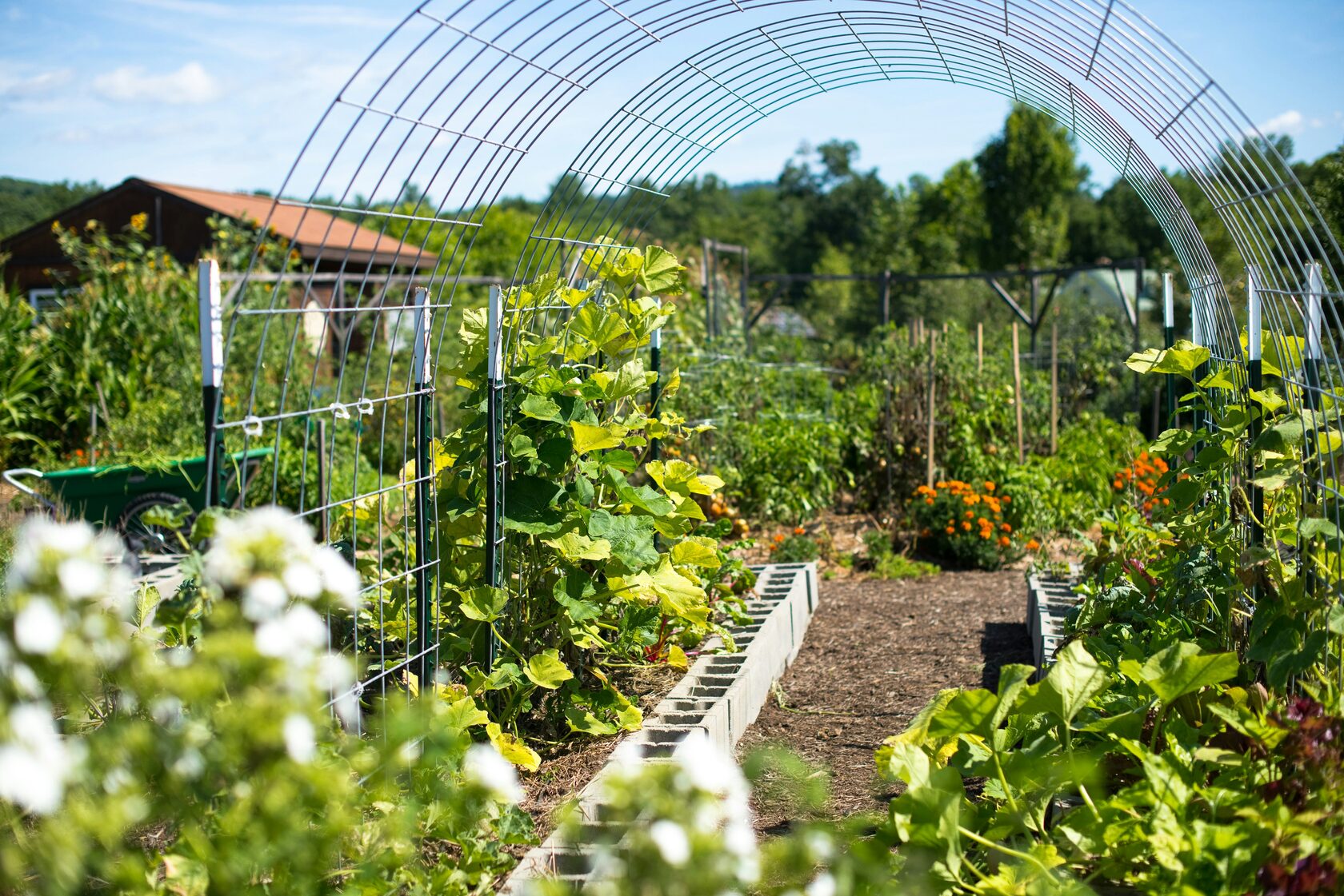 Vegetable garden pathway with climbing plants, trellis, and blooming flowers, illustrating beginner-friendly gardening techniques.