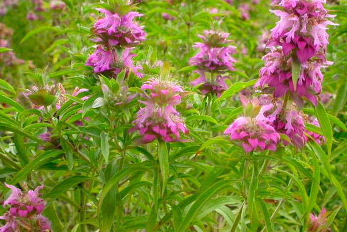 Монарда гибридная Ламбада (Monarda lambada)