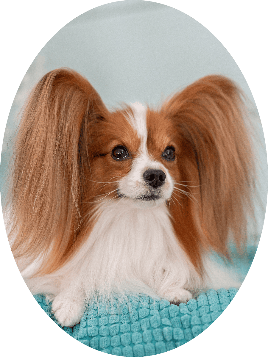 папийон Monarch Person