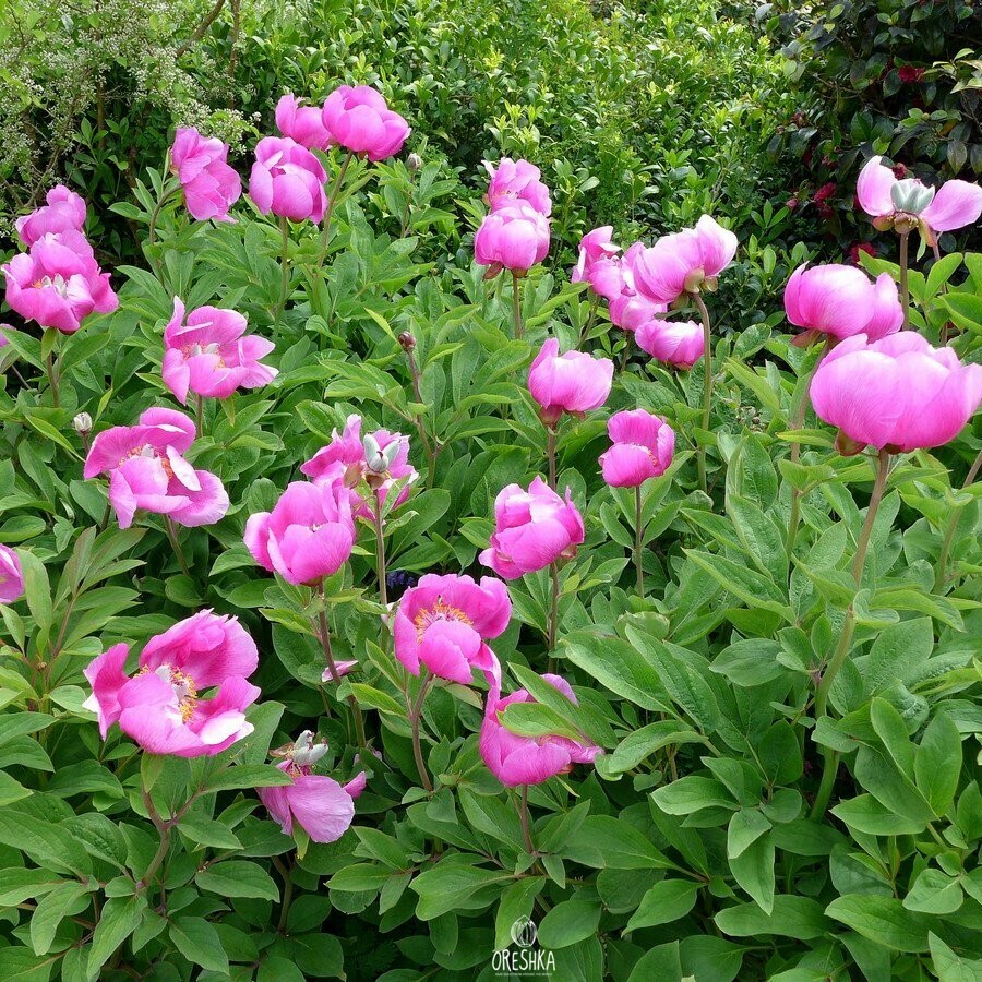 Seeds of Peony Crimean (Paeonia daurica) — 5 pcs