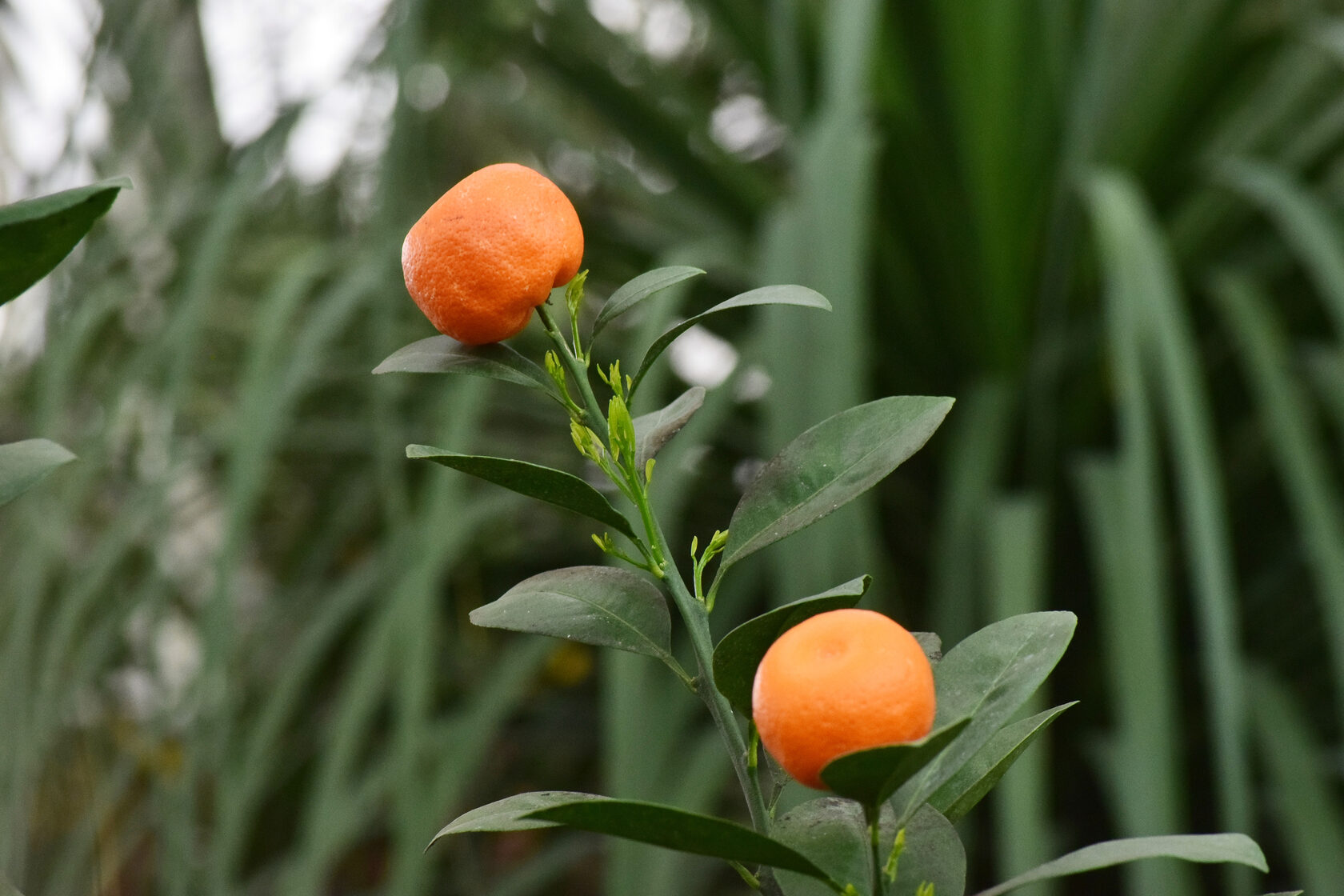 Каламондин. Ботанический сад КемГУ. Фото Журавлевой Л.В.