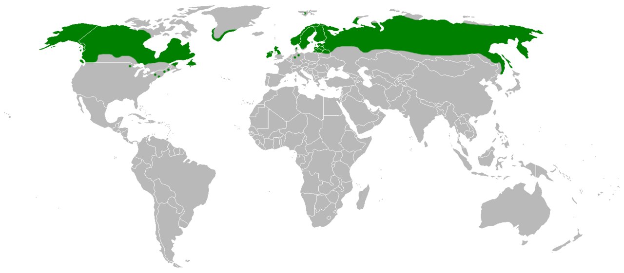 Морошка, морозостойкая, многолетняя, съедобная, лекарственная семена купить недорого