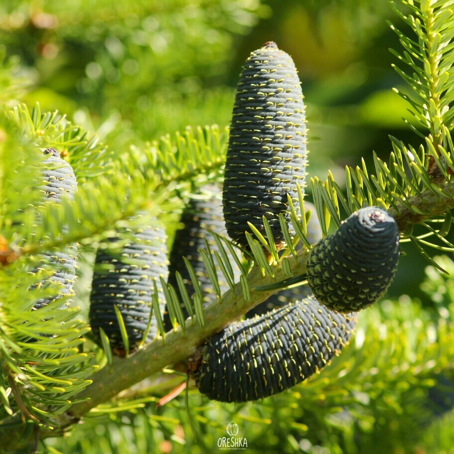 Seeds of Manchurian fir (Abies holophylla) — 20 pcs