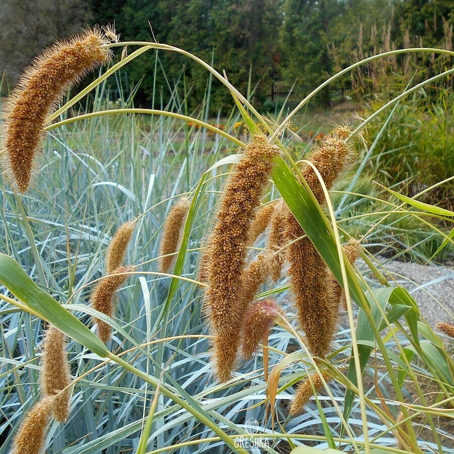 Seeds of Setaria viridis (Setaria glauca) — 30 pcs