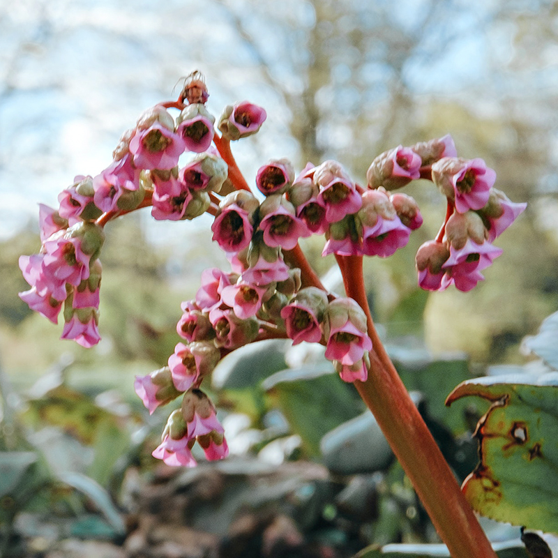 Бадан Metabiotic FRS