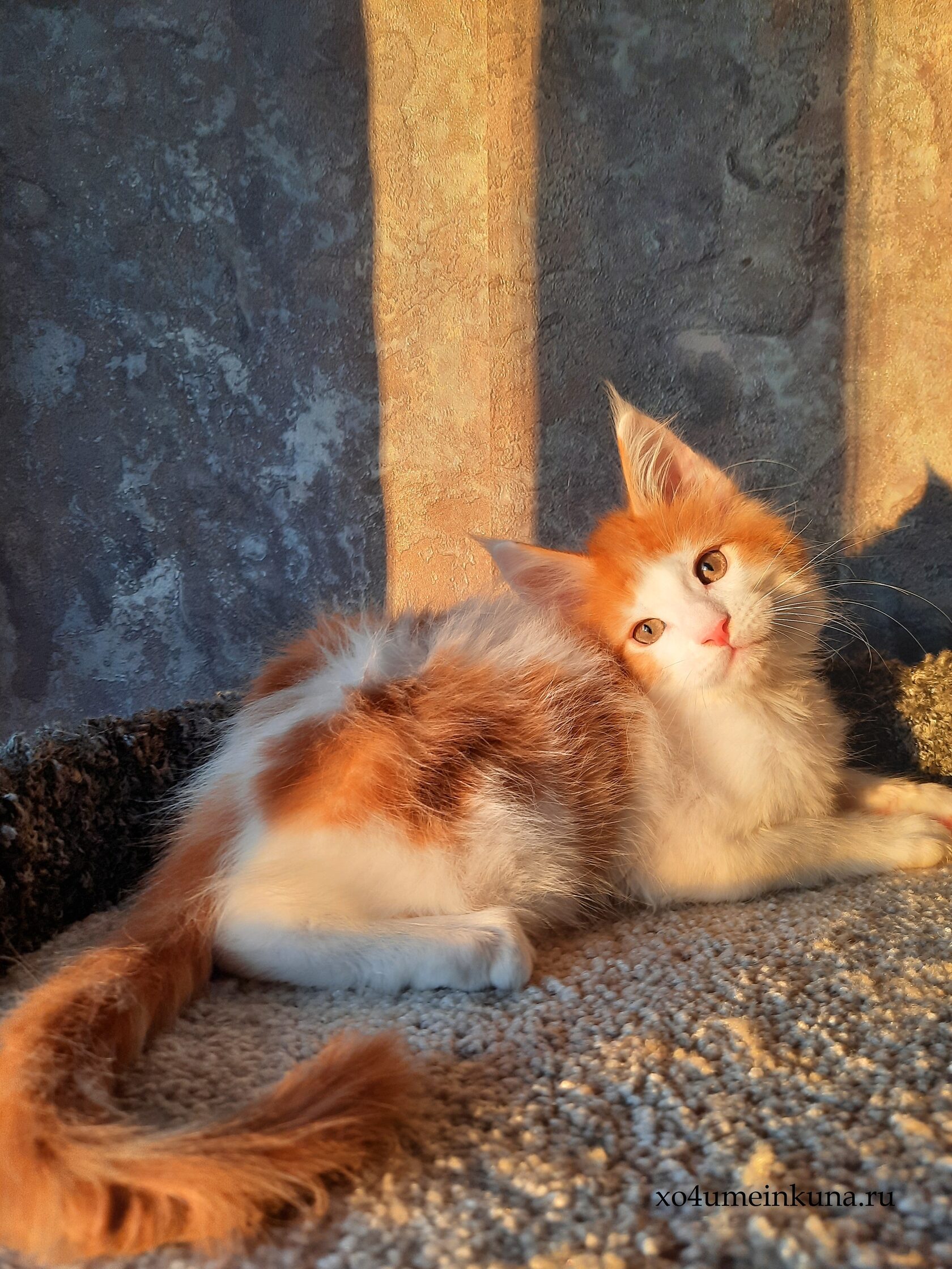 Красный мрамор кот