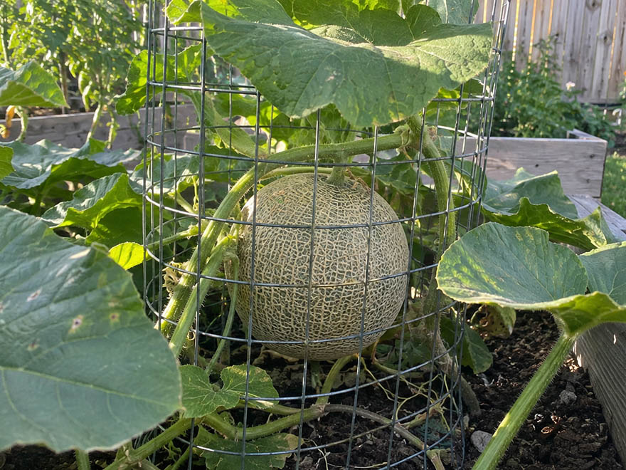 A melon in a protective wire cage to keep squirrels from eating it