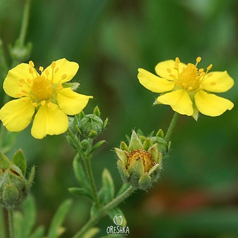 Seeds of silver cinquefoil (Potentilla argentea) — 50 pcs