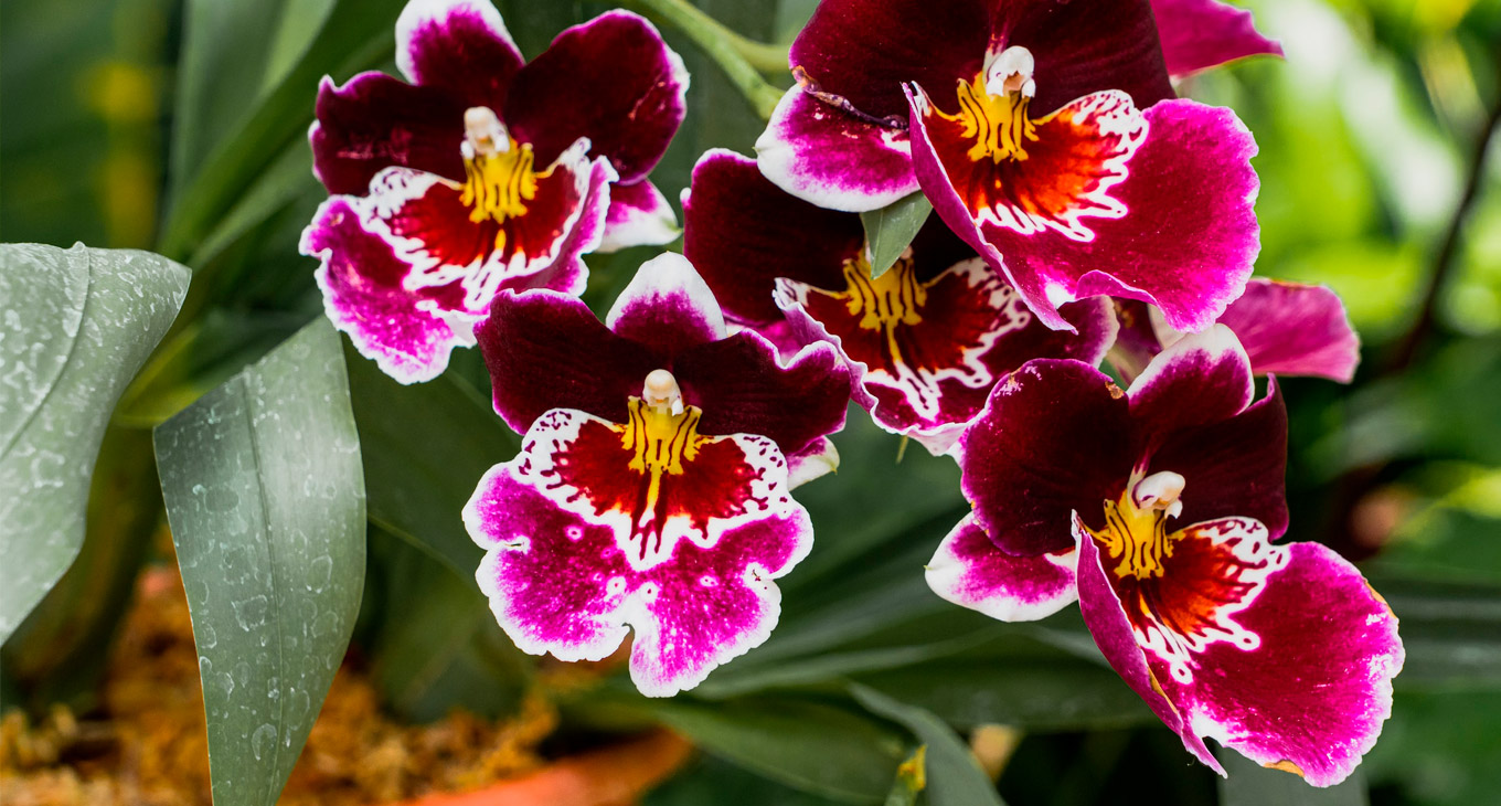 Можно ли использовать биогумус жидкий для орхидей?