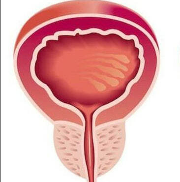 Предстательная железа