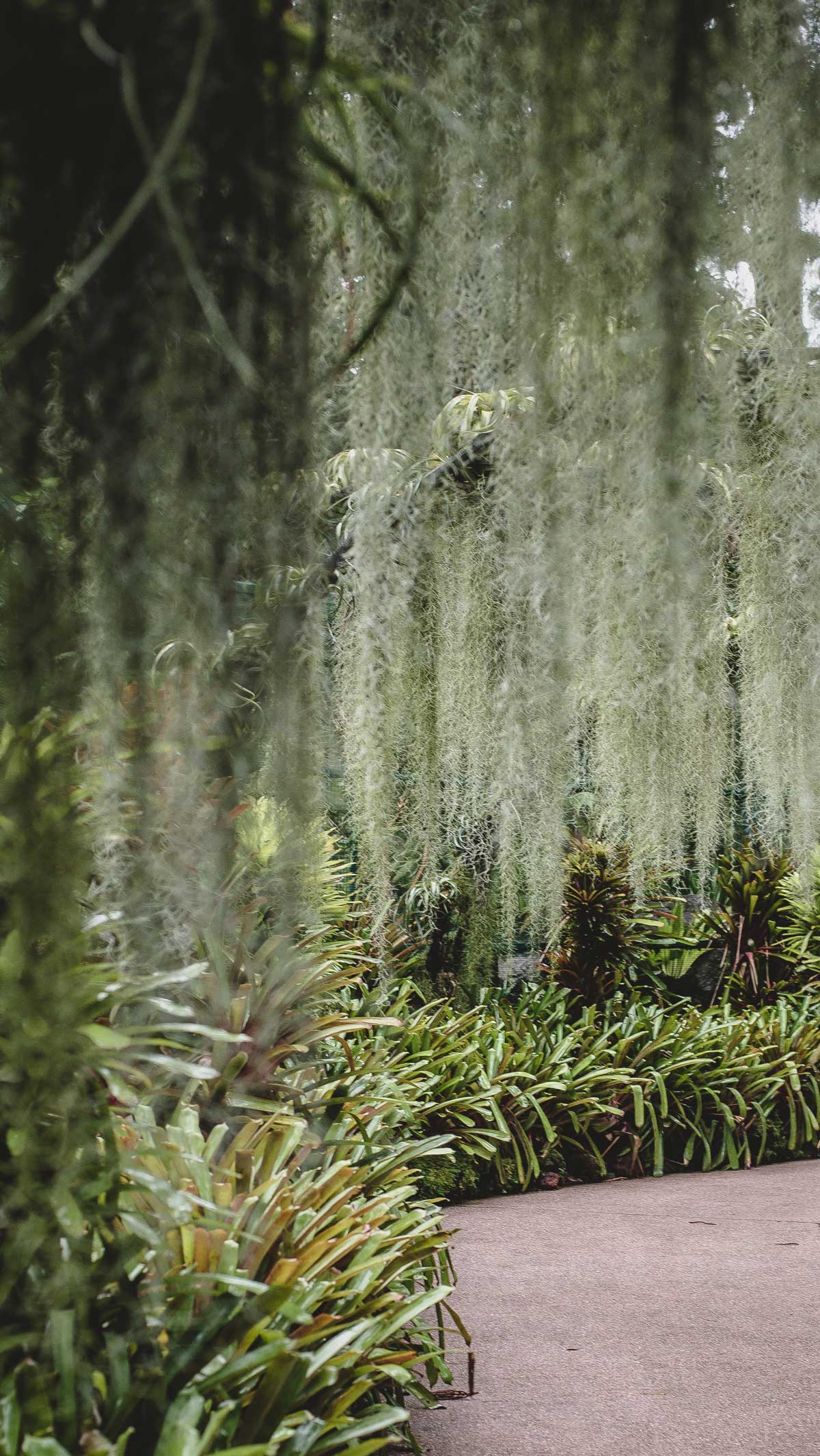 сады у залива Марина Бей в Сингапуре- оранжерея Дождевой лес