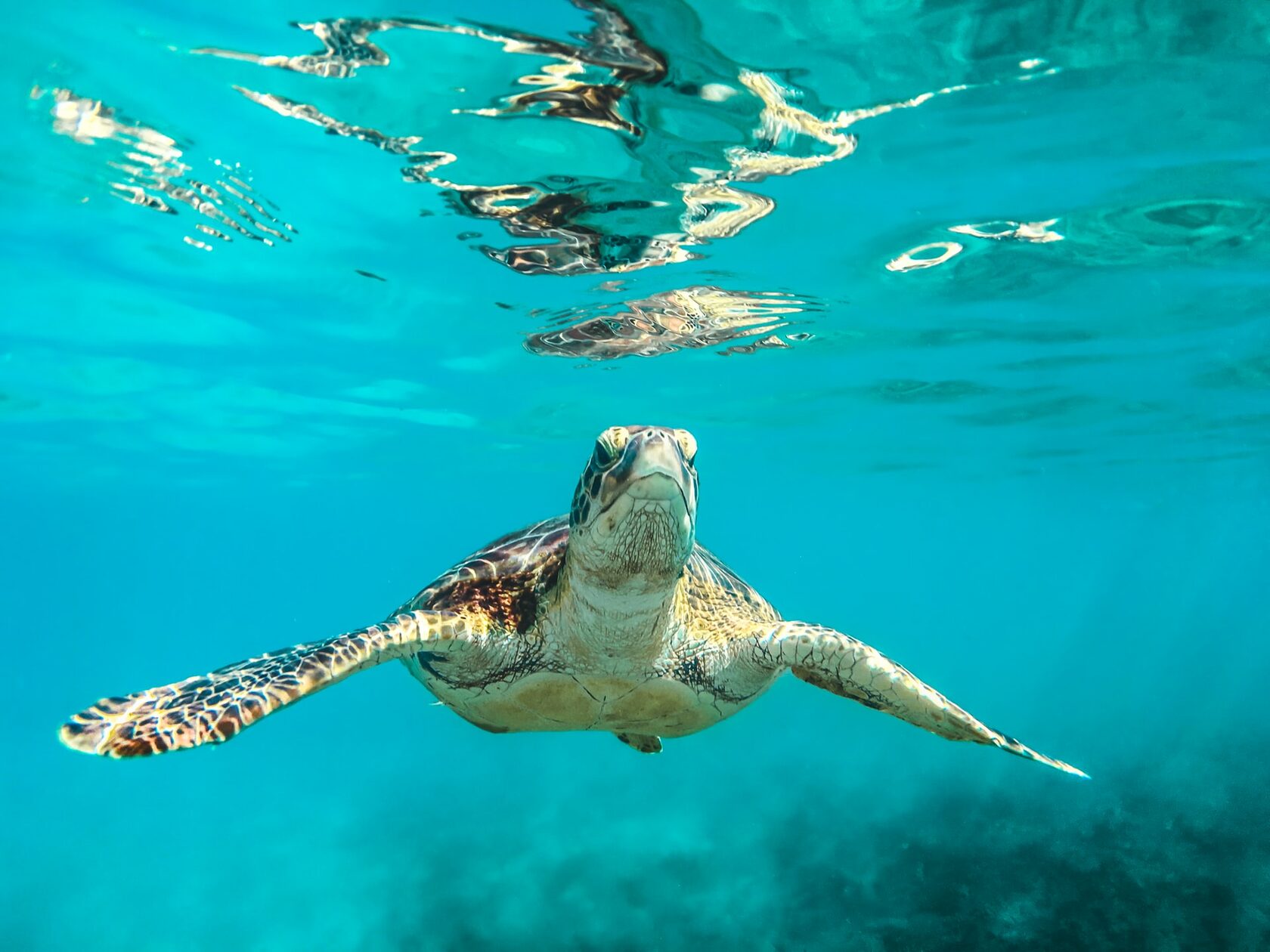 Барбадос морская черепаха