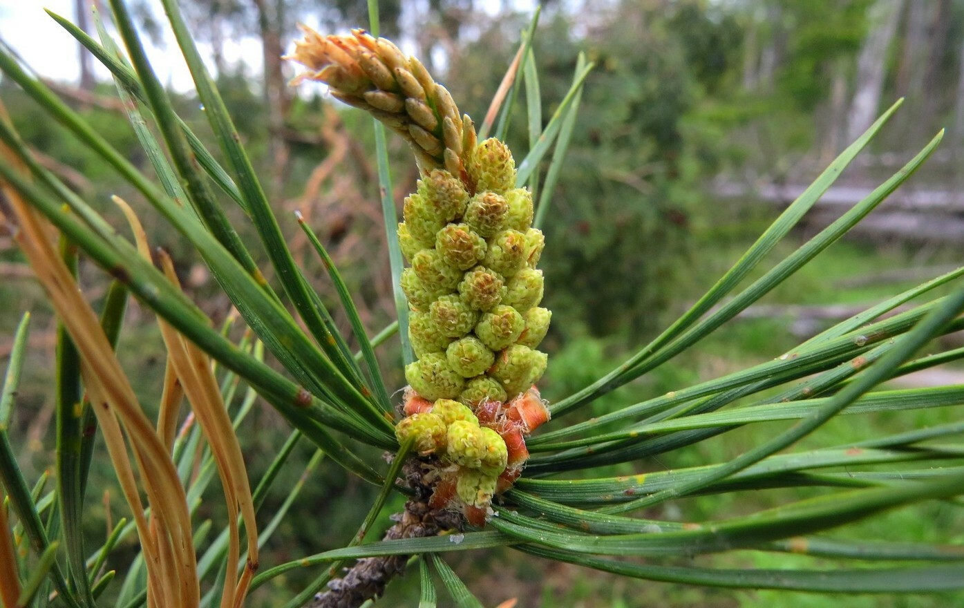 Побеги сосны применение. Сосна обыкновенная Pinus Sylvestris l. Pinus Sylvestris шишки. Сосна обыкновенная (Pinus Sylvestris) побеги. Сосновый вертун сосны обыкновенной.