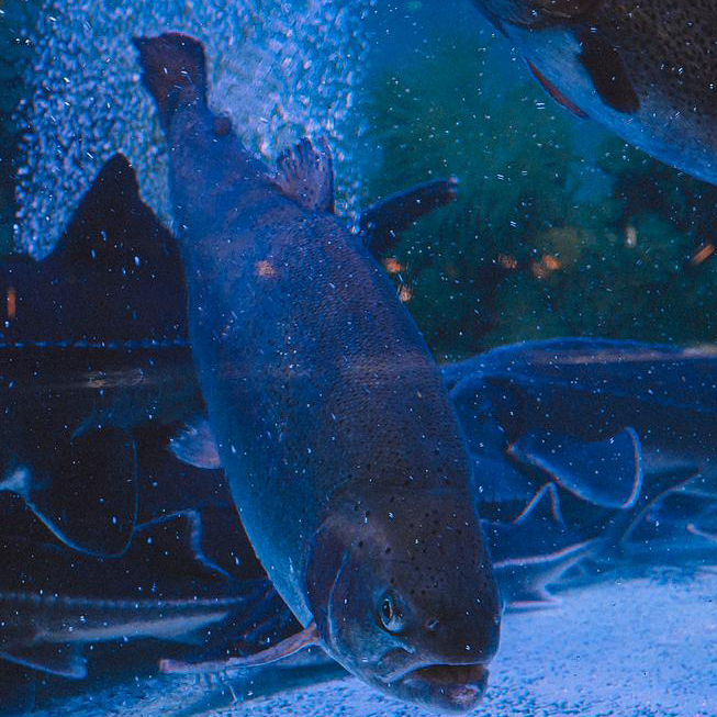 Форель живая