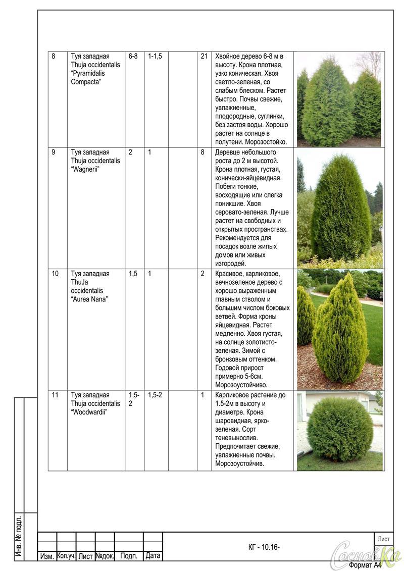 туя размеры. туя смарагд крона диаметр. туя tuja smaragd высота. туя смарагд с3. туя холмструп.