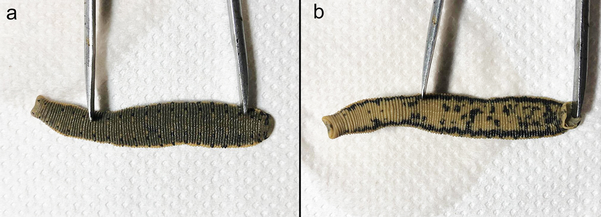 Hirudo troctina Johnson, 1816