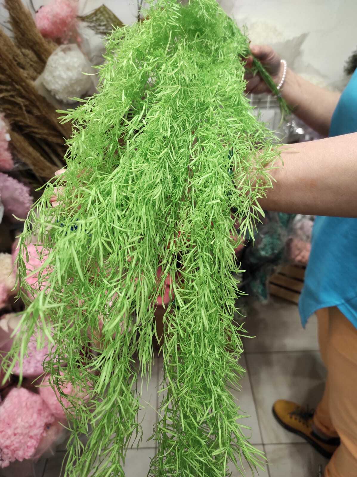 Аспарагус шпренгера. Стабилизированный