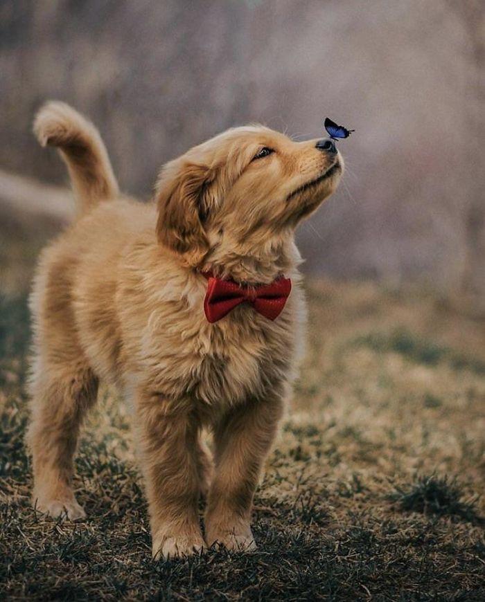 Собака с бабочкой на носу.