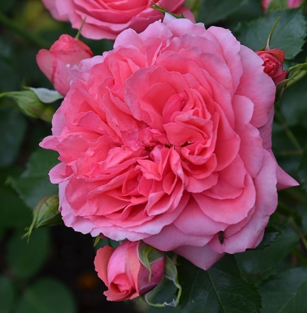 розы курск. купить розы в курске. пл. букет цветов курск. корзина роз.