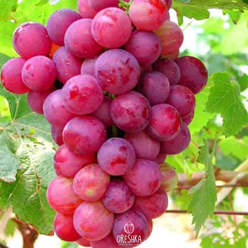 Seeds of Red Globe (Vítis) — 10 pcs