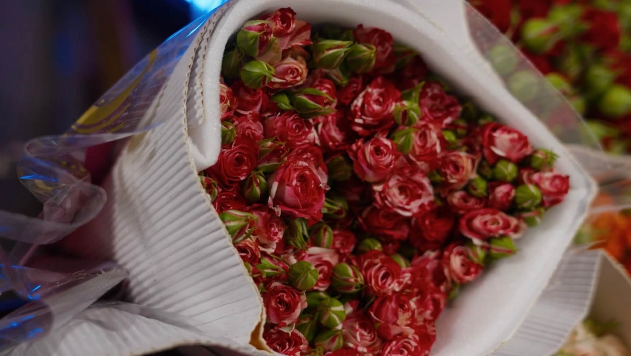 Двухцветный сорт розы