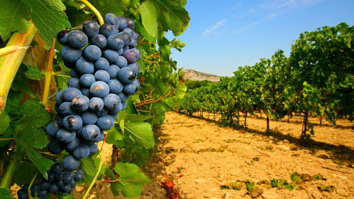 Vineyard near me Penedes from Barcelona | Casamiga Events
