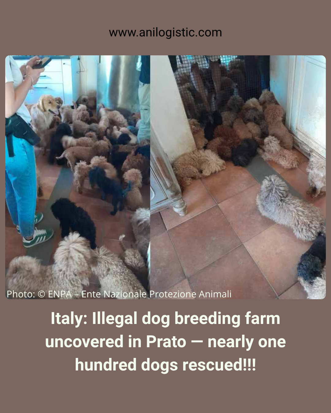 Police operation in Prato, Italy — 98 dogs seized from an illegal breeding site (Photo: ANSA)
