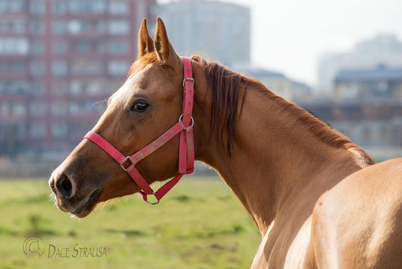 Карабахская порода лошадей: селекционное достижение Республики Азербайджан