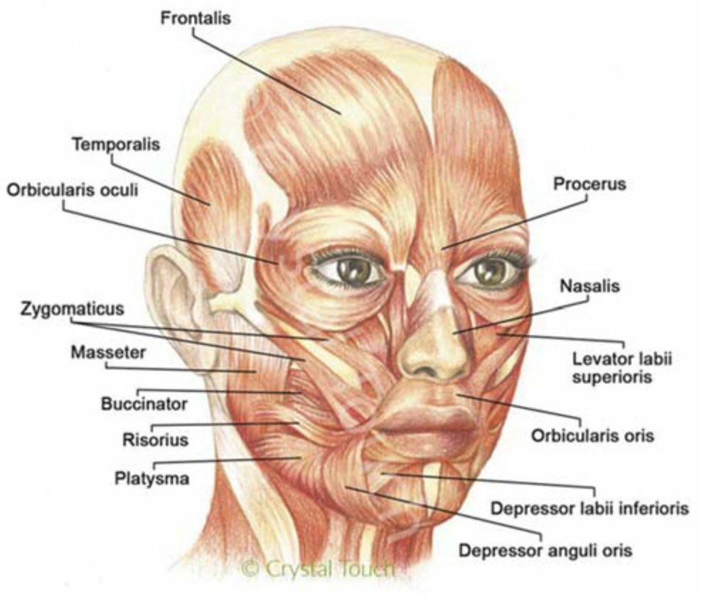 Мимические мышцы лица анатомический атлас