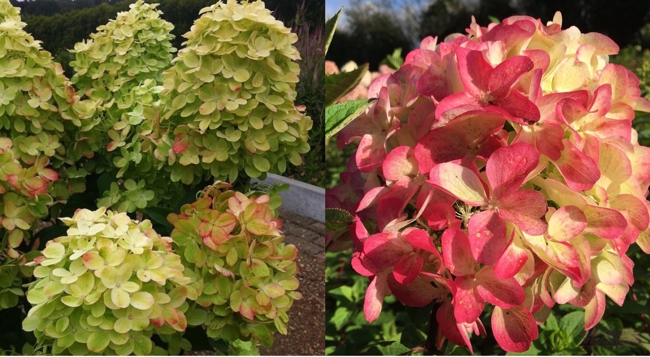 Гортензия метельчатая граффити