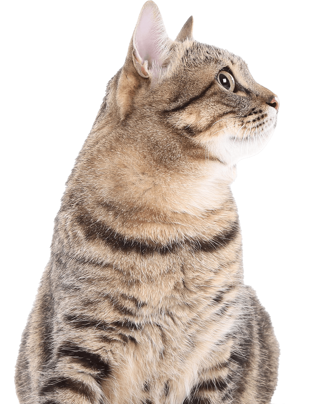 Серый кот крупным планом