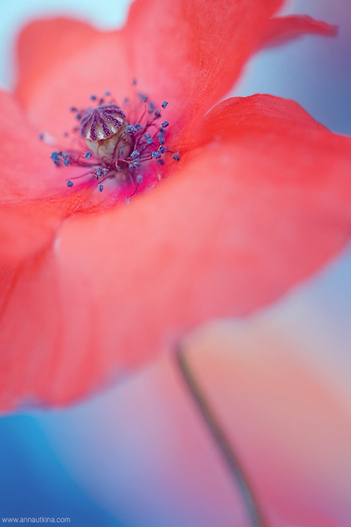 macro, macro flower, macro art, anna utkina, photography, macrophotograpy, floral art, макро, макрофотография, анна уткина