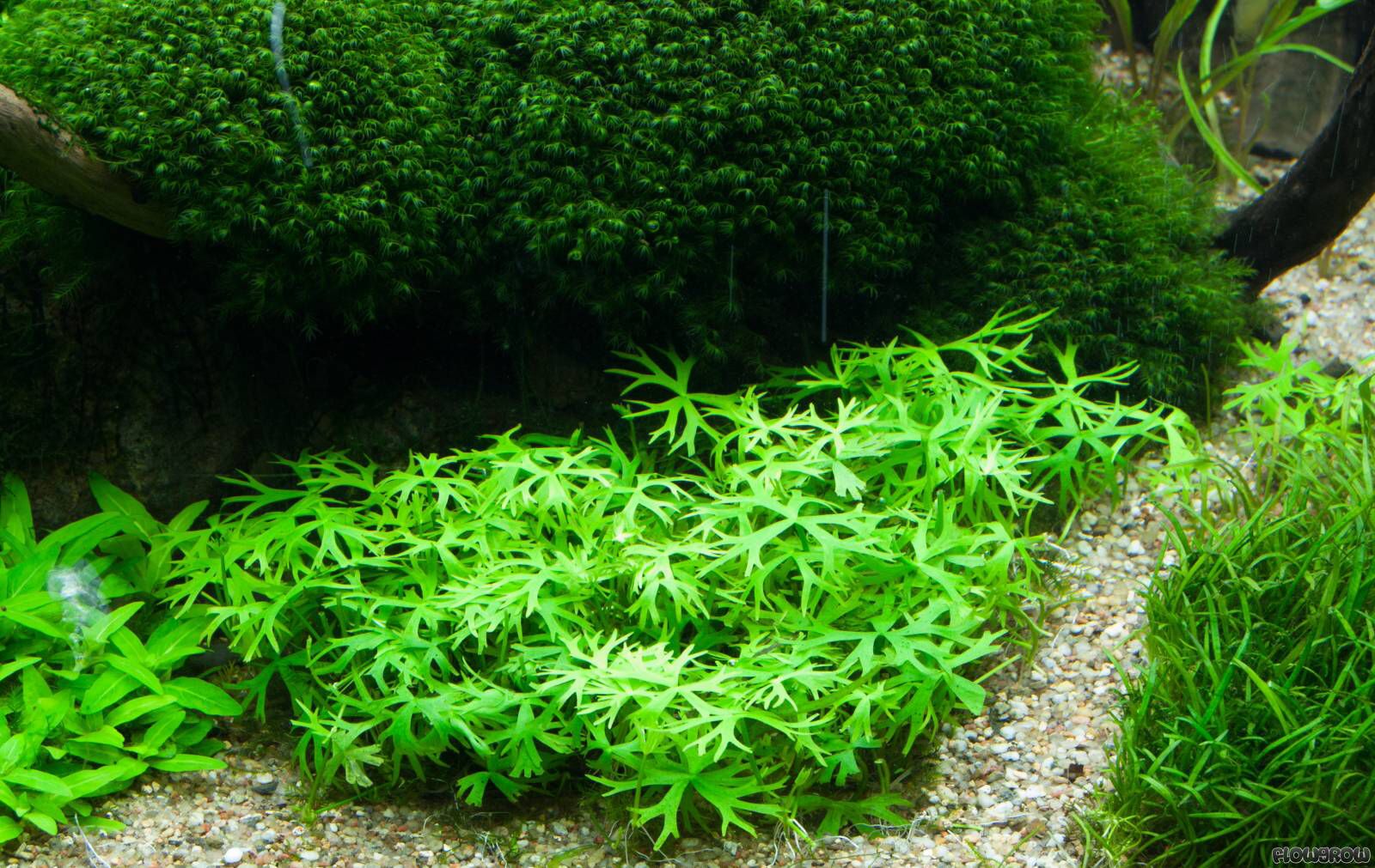 Лютик Водный аквариумное растение