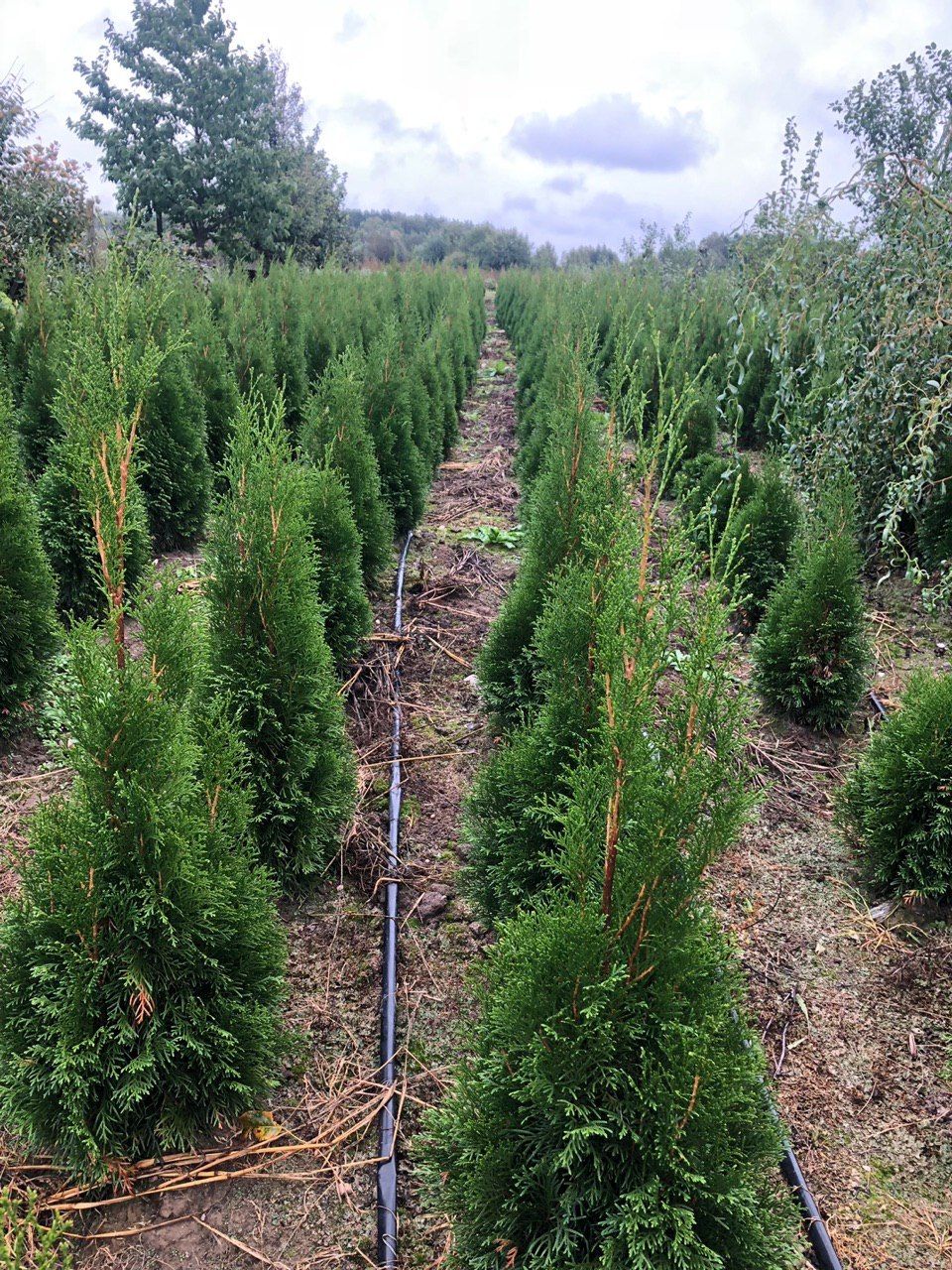 туя смарагд в питомнике. заокские питомники туи. туя смарагд в питомнике. питомник туи хутор ленина. питомник туи.