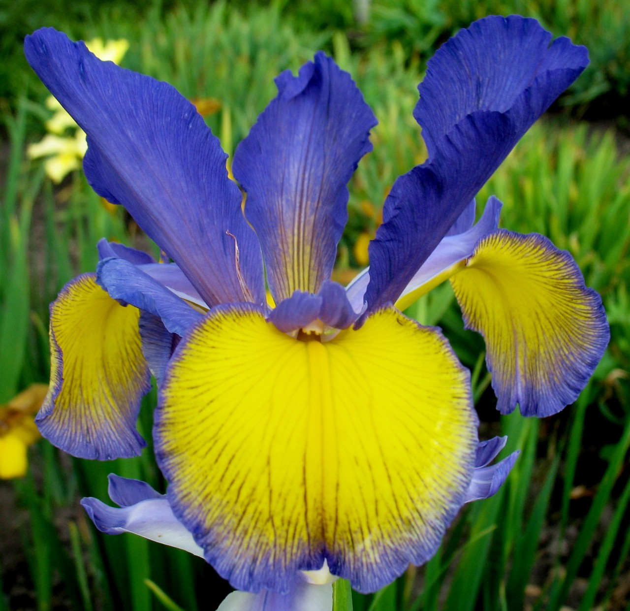 Iris. Ирис спуриа желтый. Ирис спуриа сорта. Ирисы Ксиридион. Ирисы спуриа сорта.