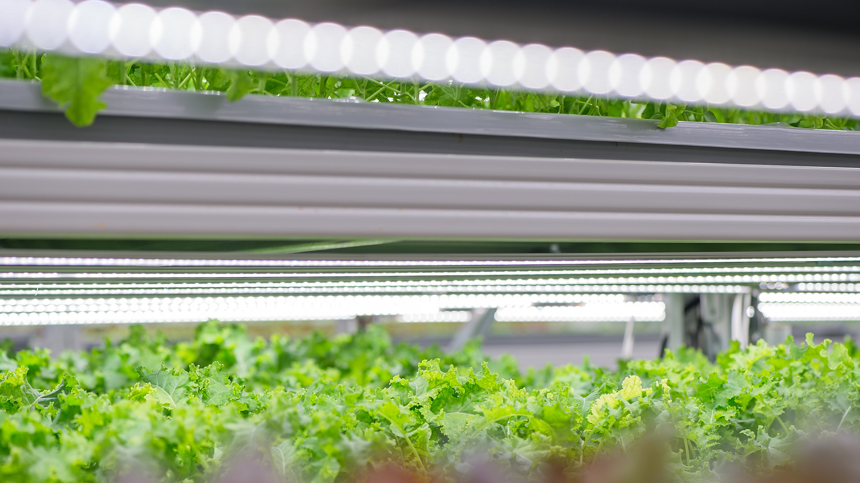 Управляемая ферма. Вертикальные фермы. IFARM теплицы. Vertical Farming. IFARM.