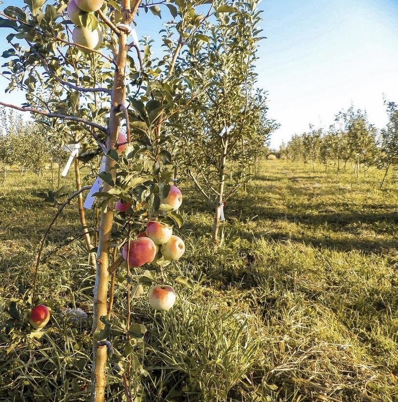 В нашем питомнике представлены саженцы яблони от 3 до 5 лет с ЗСК (закрытой корневой системой)